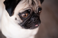 Picture of fawn Pug, close up