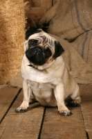 Picture of fawn Pug in barn