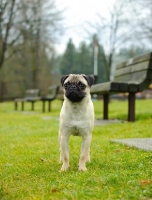 Picture of fawn Pug in park