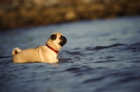 Picture of fawn Pug in water