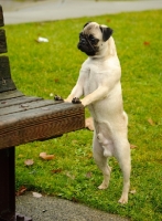 Picture of fawn Pug leaning on park bench