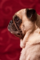 Picture of fawn Pug, looking ahead