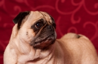 Picture of fawn Pug looking away