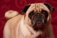 Picture of fawn Pug looking sad