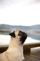 Picture of fawn Pug looking up