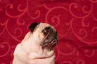 Picture of fawn Pug looking up