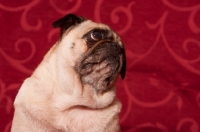 Picture of fawn Pug looking up