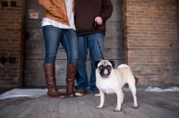 Picture of fawn Pug near owners, licking lips