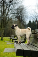 Picture of fawn Pug on bench