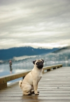 Picture of fawn pug on bridge