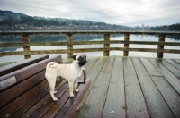 Picture of fawn Pug on decking