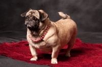 Picture of fawn Pug on rug