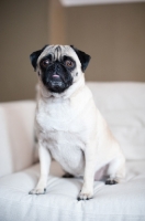 Picture of fawn Pug on sofa
