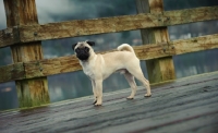 Picture of fawn Pug on wooden bridge