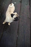 Picture of fawn Pug on wooden floor