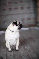 Picture of fawn Pug on wooden floor