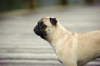 Picture of fawn Pug profile