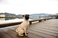 Picture of fawn Pug sitting on decking