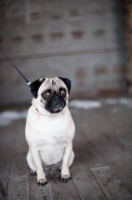 Picture of fawn Pug sitting on wooden floor