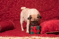 Picture of fawn Pug smelling present