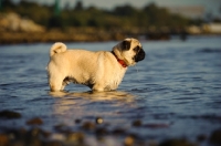 Picture of fawn Pug standing in water
