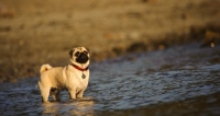 Picture of fawn Pug standing in water