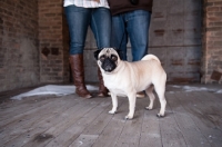 Picture of fawn Pug standing near owners