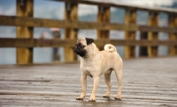Picture of fawn Pug standing on bridge