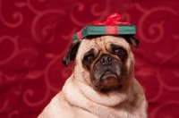 Picture of fawn Pug with present on head