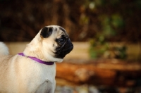 Picture of fawn Pug