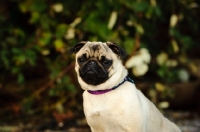 Picture of fawn Pug