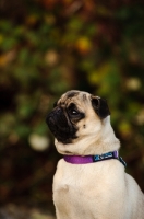 Picture of fawn Pug