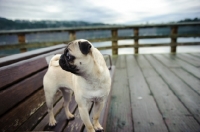 Picture of fawn pug