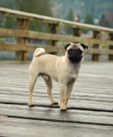 Picture of fawn Pug