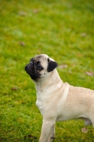 Picture of fawn Pug