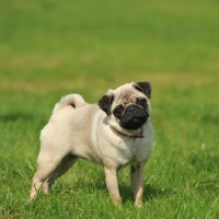 Picture of fawn Pug