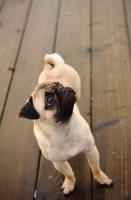 Picture of fawn Pug