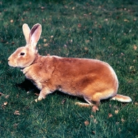 Picture of fawn rex rabbit