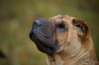 Picture of fawn shar pei profile