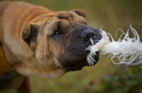 Picture of fawn shar pei pulling on a toy