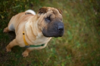 Picture of fawn shar pei sitting on grass