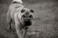 Picture of fawn shar pei walking