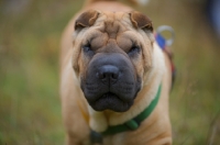 Picture of fawn shar pei 
