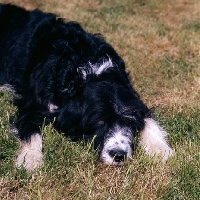 Picture of fed up cross bred dog, english springer spaniel x bearded collie, 