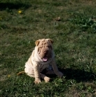 Picture of fed up shar pei puppy