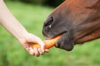 Picture of feeding a carrot