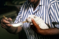 Picture of feeding west highland white terrier puppy with bottle and teat