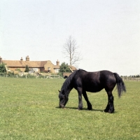 Picture of fell mare grazing in surrey with old farm house in background