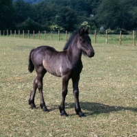 Picture of Fell Pony foal