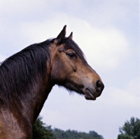 Picture of Fell Pony head study